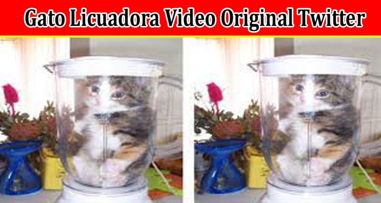 Latest News Gato Licuadora Video Original Twitter