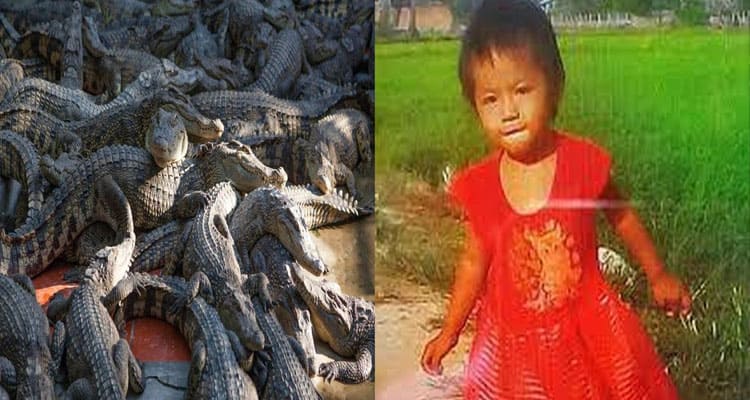Latest News Baby Red Dress Alligator Video Incident Live Footage