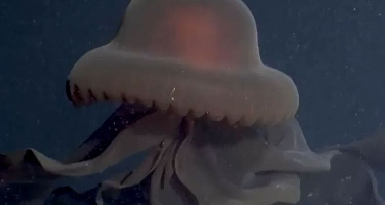 Latest News Jellyfish Arms Video Reddit